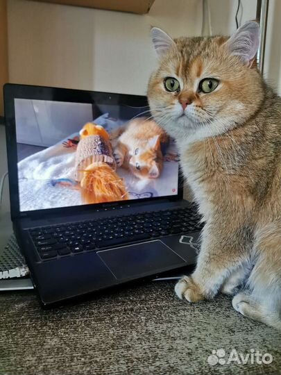 Вязка Британская Золотая Шиншилла