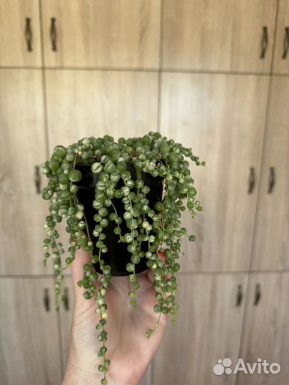 Крестовник роули, герейна