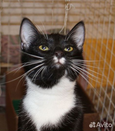 Котик Эрик - воин Фип. Приют