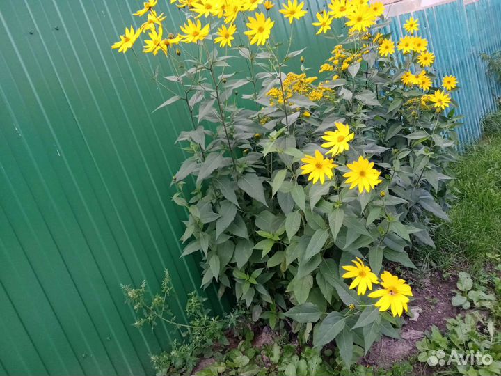 Жёлтая ромашка. Топинамбур