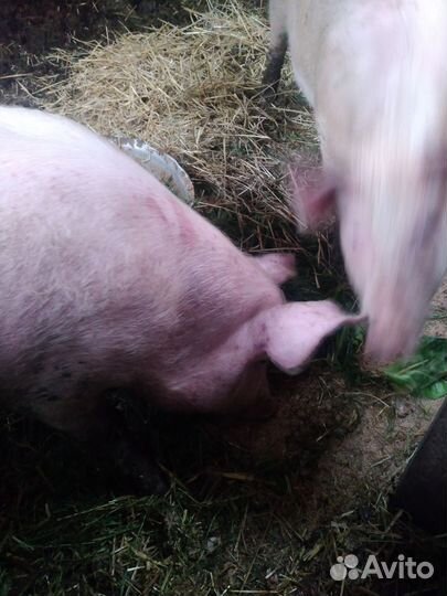 Продаются поросята