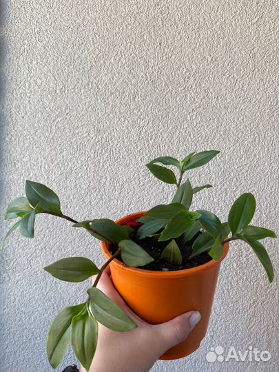 Традесканция зеленая