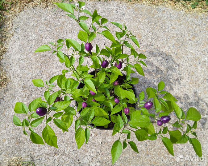 Перец комнатный острый