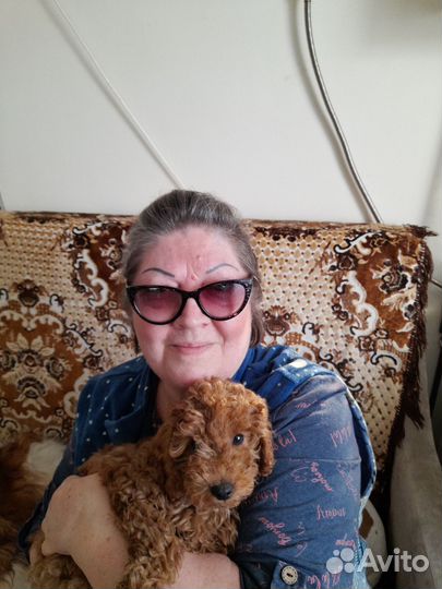 Индивидуальная передержка собак