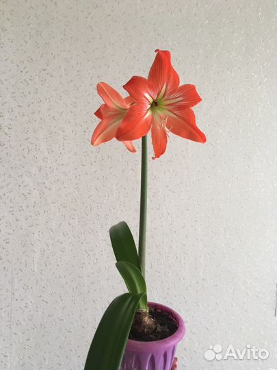 Гиппеаструм, луковица