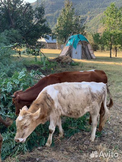 Телка и бычки