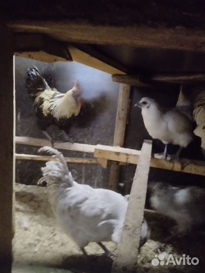 Продам породистыхпетушков