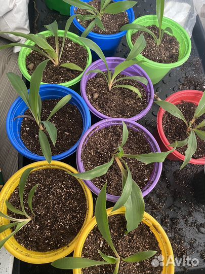 Домашние цветы