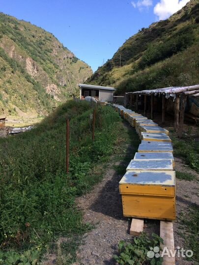Улей с пчелами