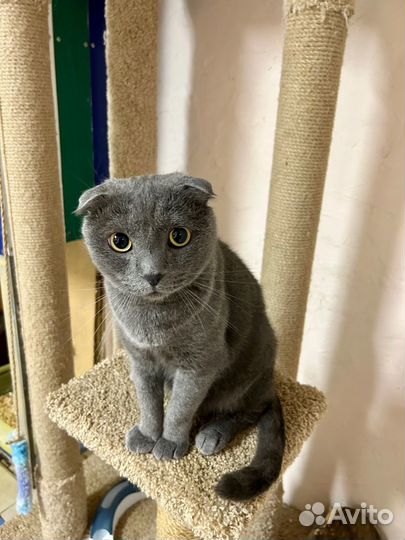 Котик в добрые руки