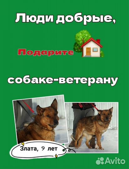 Злате очень нужен дом