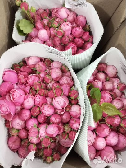 Букет из пионовидной кустовой розы