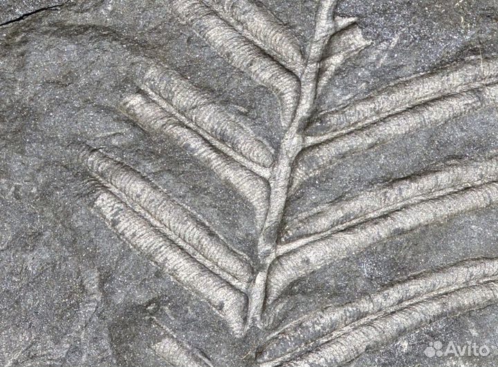 Папоротник. Окаменелость музейного уровня