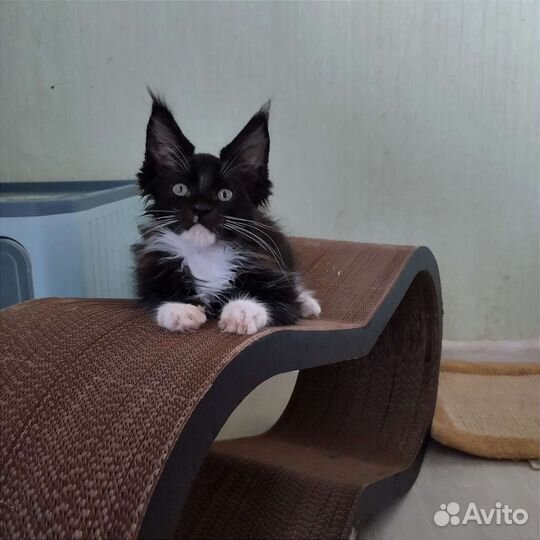 Мейн-кун с родословной