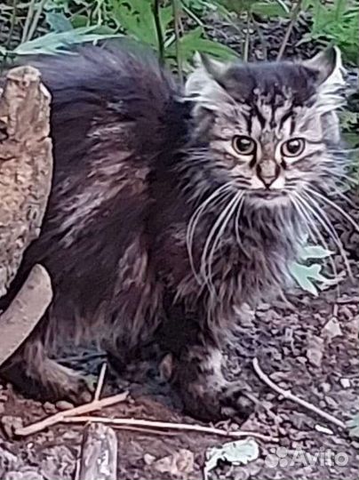 Котейка в беде - ищем добрые ручки