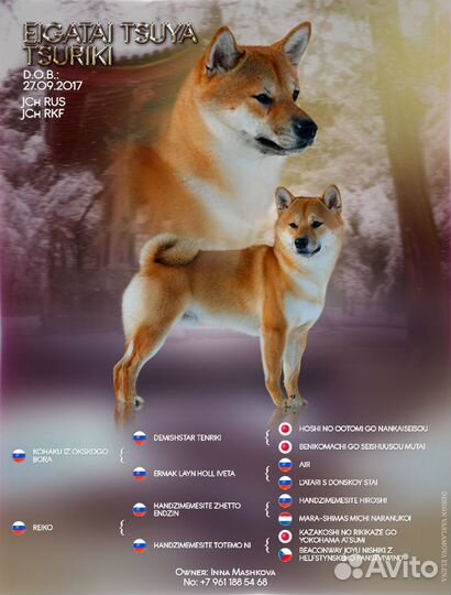 Вязка сиба ину