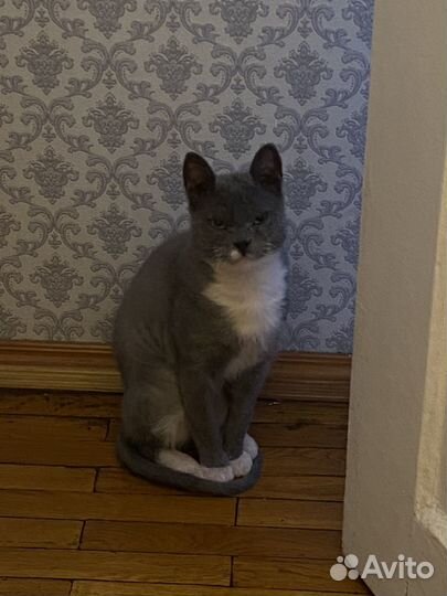 Котик бесплатно
