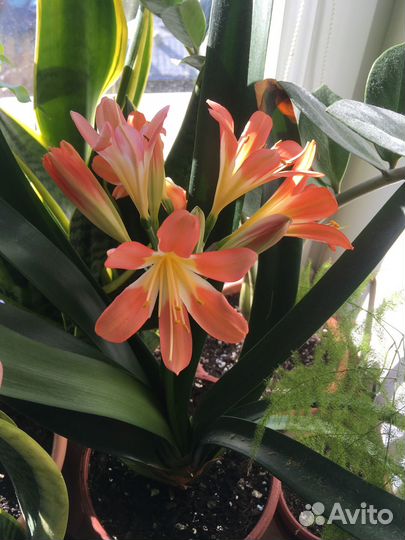 Кливия оранжевая