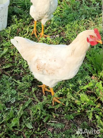 Курица бройлера 300 р