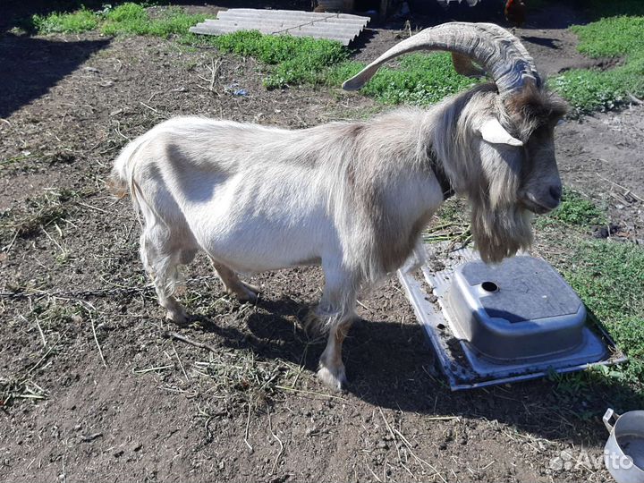 Козел ламанча