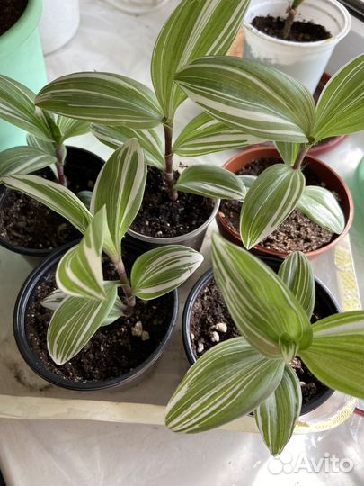 Традесканция трехцветная