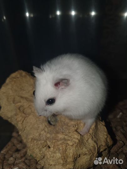 Джунгарский хомяк белый