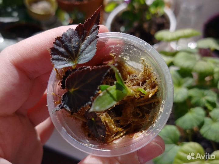 Домашние цветы