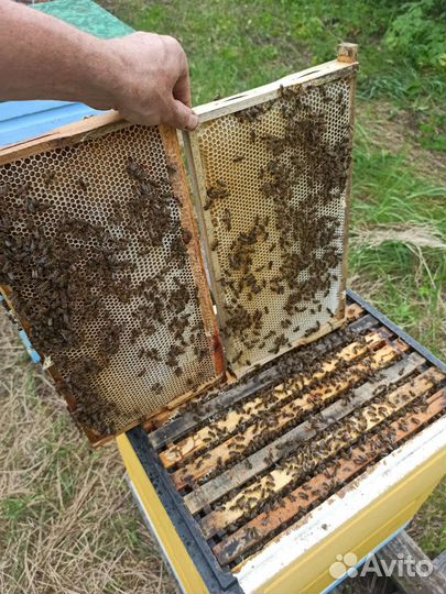 Пасека Пчелы 60шт