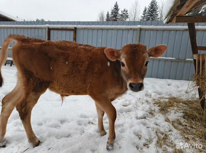 Бычок джерси