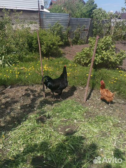 Петух джерсийский гигант