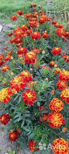 Бархатцы рассада