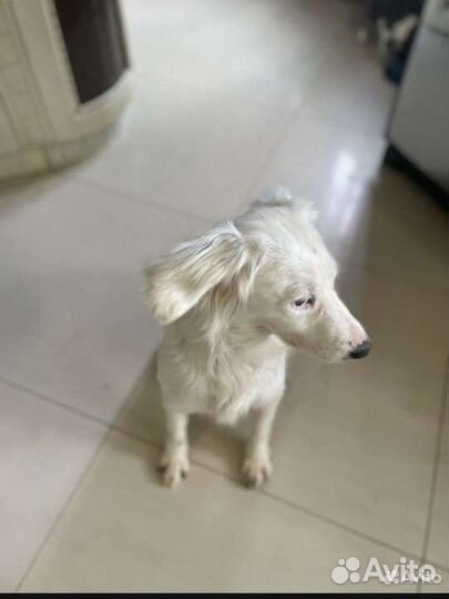 Снежка ищет добрые руки