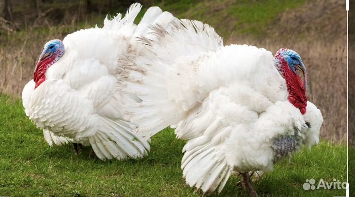 Индюшата биг-6