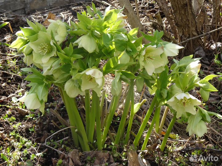 Многолетние цветы 2