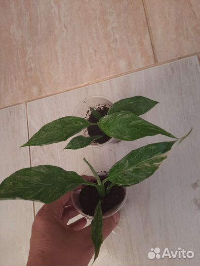 Спатифиллум Домино.Джемени.Манстера Альба