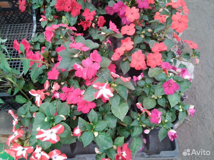 Рассада петунии, цветов