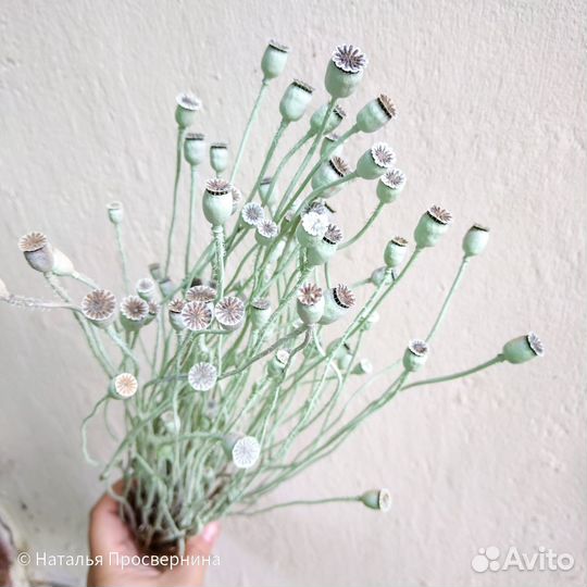 Коробочки мака окрашенные сухоцветы для букета