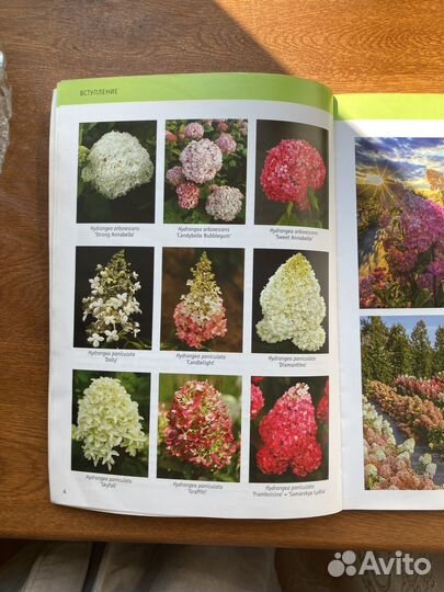 Каталог сортов гортензия