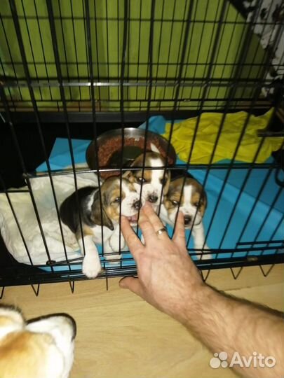 Бигль. Вязка