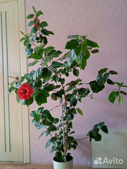 Комнатные растения для дома и офиса