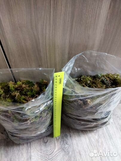 Палочки с лишайником, живой мох, цетрария, ягель