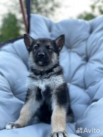 Отдам щенка в добрые руки