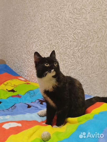 Молодая кошечка