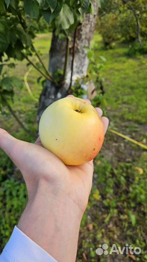 Яблоки и груши домашние