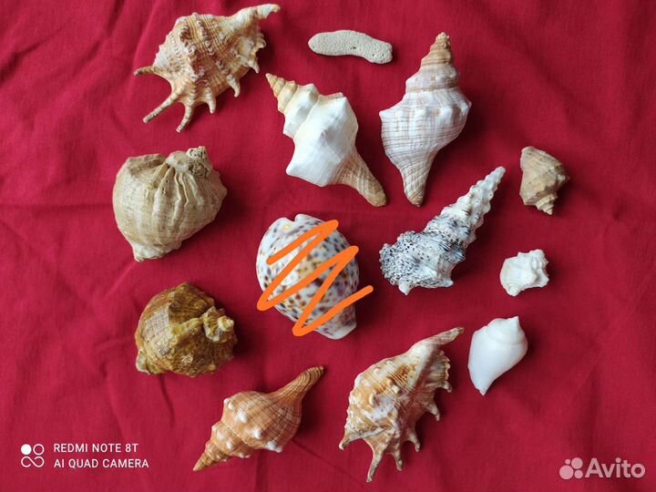 Ракушка набор