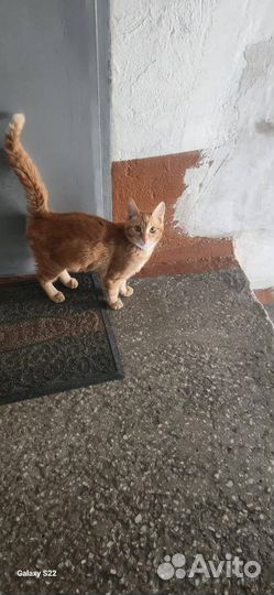 Котик ищет дом