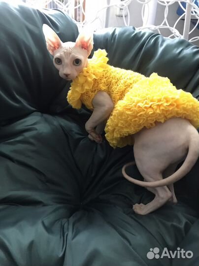 Одежда для собак и кошек