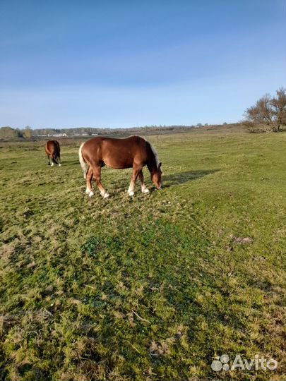 Жеребец тяжеловоз