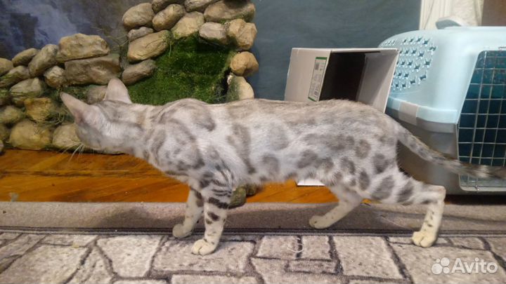Бенгальская кошка серебро