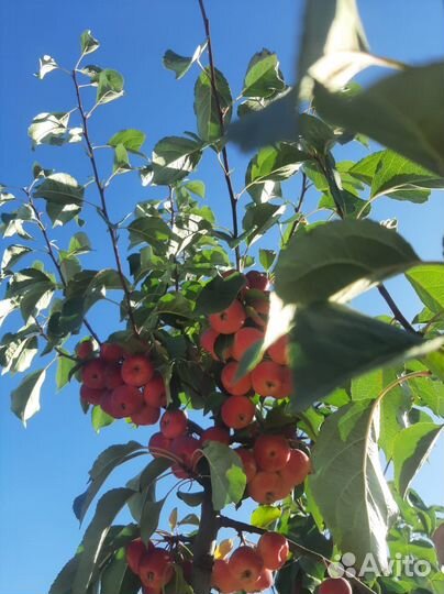 Китайские яблоки